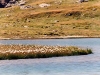 fiori d'alta montagna n